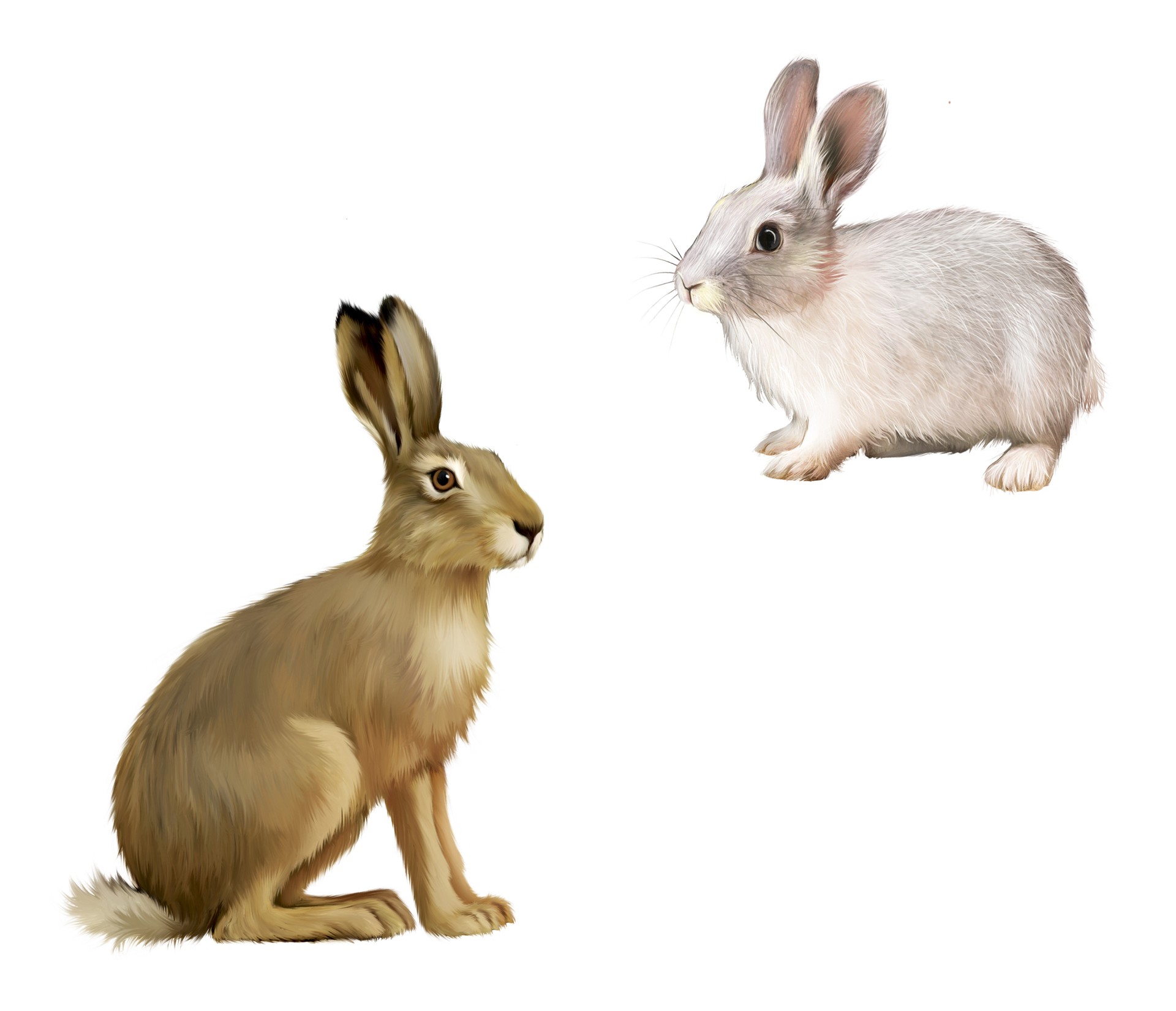 White Rabbit sitting, Gray hare. Isolated illustration